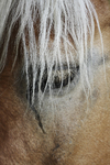 Portrait Pferd