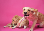 Sookie und Rosa - Hundefotografie - Golden Retriever