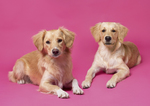 Sookie und Rosa - Hundefotografie - Golden Retriever